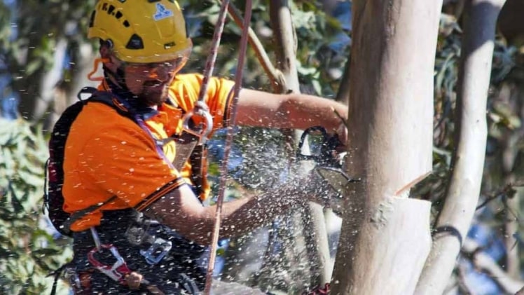 Tree Surgeon: All You Need to Know