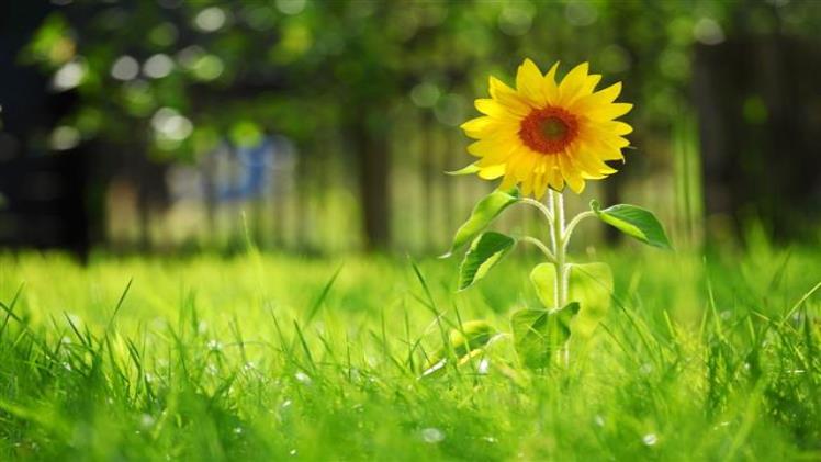 Peace and Flowers Quotes